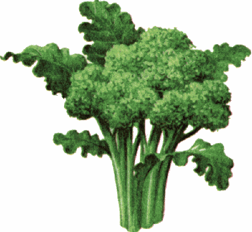 File:BroccoliGreenTree.gif