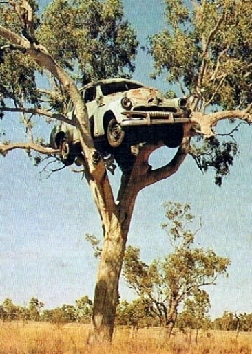 File:Car-in-a-tree-0.jpg
