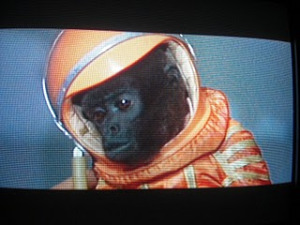 File:Monkey-in-space-suit.jpg