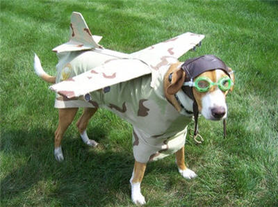 File:Flying dog.jpg