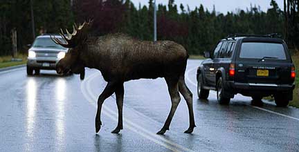 File:Moose crossing.jpg