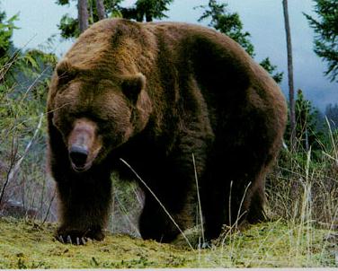 File:Unnews grizzly bear.jpg