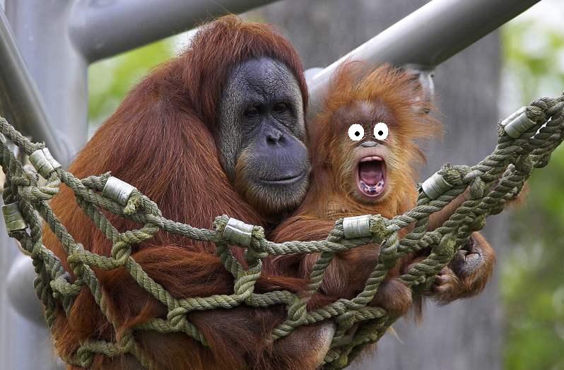 File:OrangutansPC.jpg