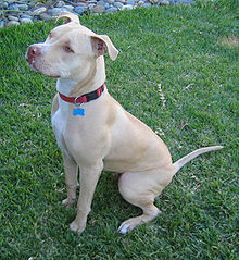 File:220px-American Pit Bull Terrier - Seated.jpg