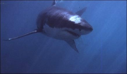 File:2541823835-killer-shark-dismissed-red-herring.jpg