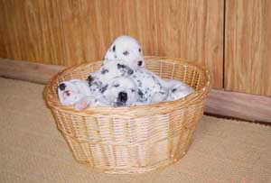 File:Puppies in basket.jpg