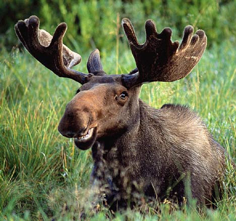 File:Funny moose face 001.jpg
