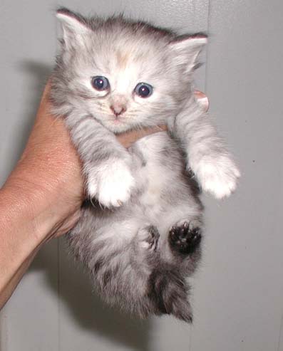 File:Fusion kitten.jpg