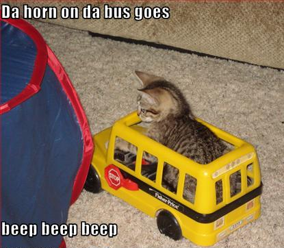 File:Kitten in bus.png