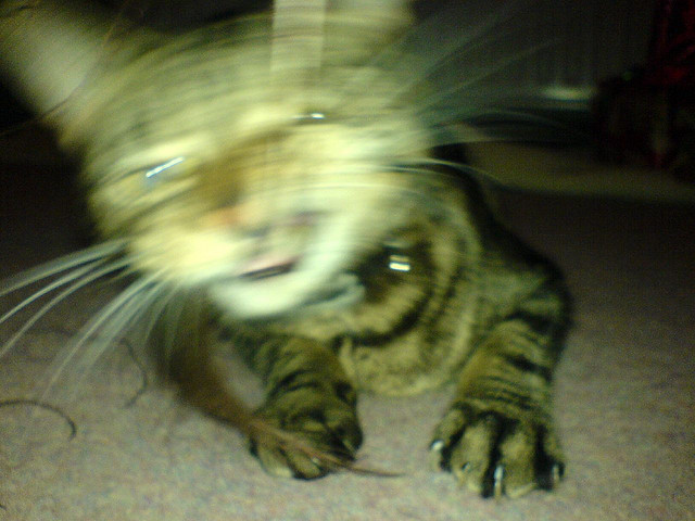 File:Blurry-cat.jpg