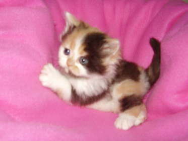 File:Calico kitten.jpg