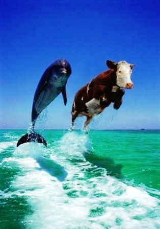 File:Porpoise and cow.jpg