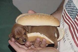 File:Wienerschnitzel sandwich.jpg