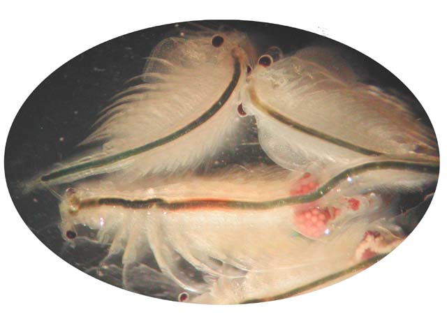 File:Artemia salina.jpg