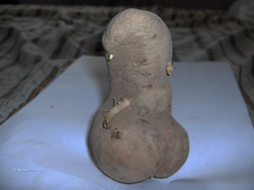 File:Penis potato.jpg
