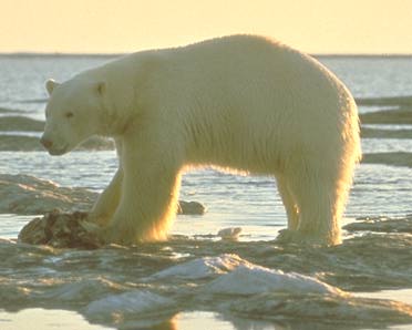 File:Polar-bear.jpg