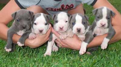 File:Cute-american-pit-bull-terrier-puppies-picture.jpg