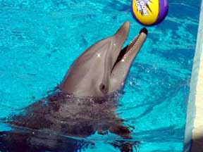 File:Dolphin ball.jpg