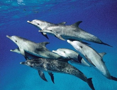 File:Dolphins001.jpg