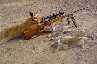 File:Dingo takes aim.jpg