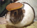 Pancake-bunny-edited.jpg