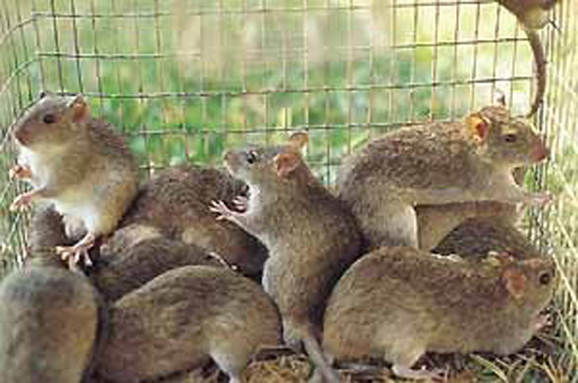 File:Rats-in-cage-trap.jpg