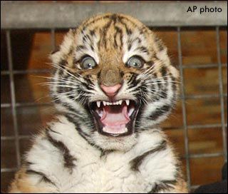 File:Baby tiger surprised face.jpg