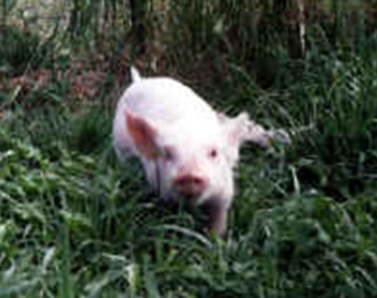 File:Pig photo.jpg