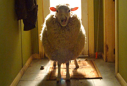 File:Sheep NZ.jpg