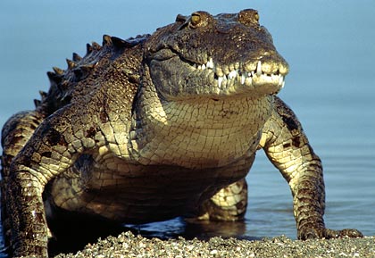 File:American-crocodile-emerging-water.jpg
