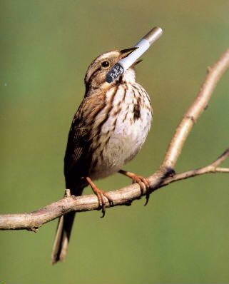 File:Song sparrow.jpg