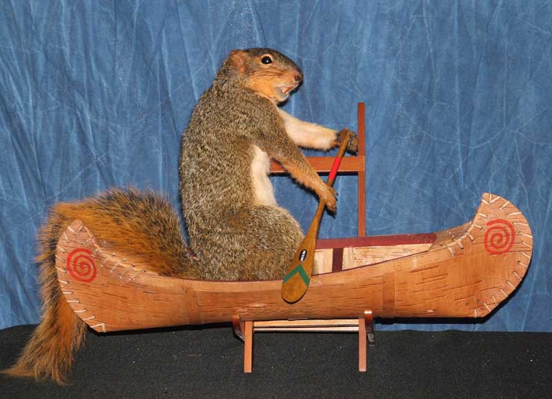 File:Squirrel-taxidermy.jpg