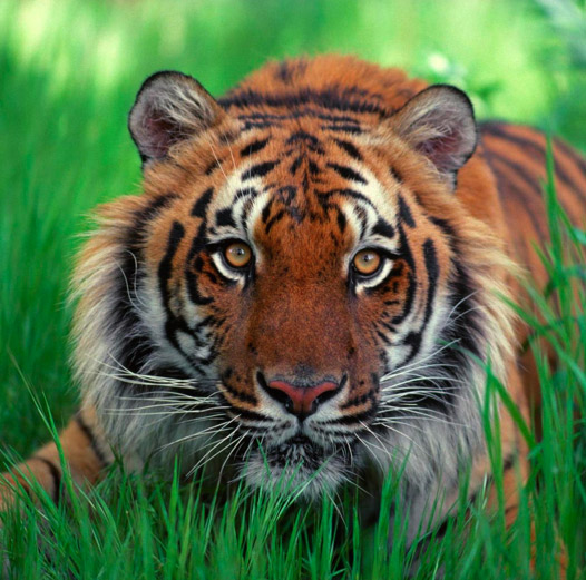 File:Sumatran-tiger2.jpg