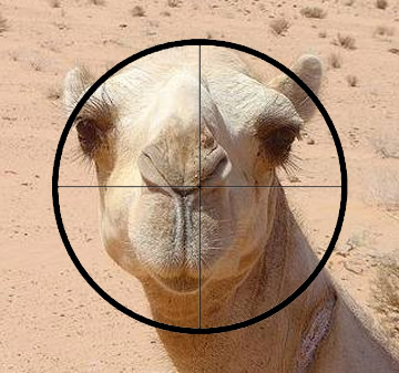 File:Camel-shot.jpg