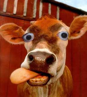 File:Ouch cow.JPG