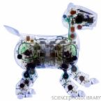 File:Robot dog.JPG