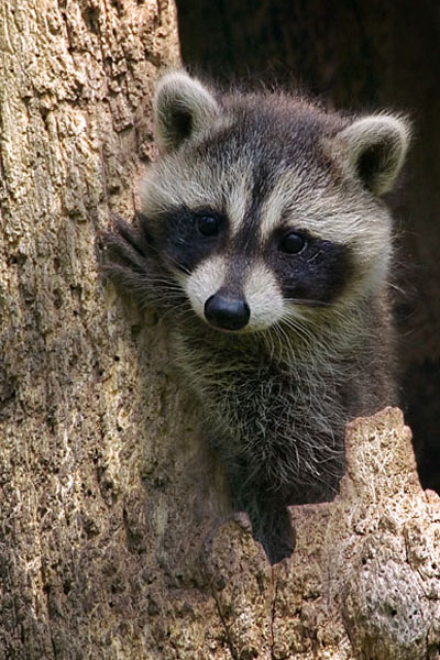 File:Baby Raccoon.jpg