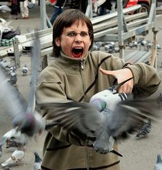 File:Pigeon attack.jpg