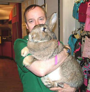 File:Giant-rabbit.jpg