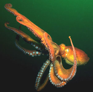 File:Octopuss.jpg