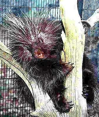 File:Porcupine in a tree.jpg