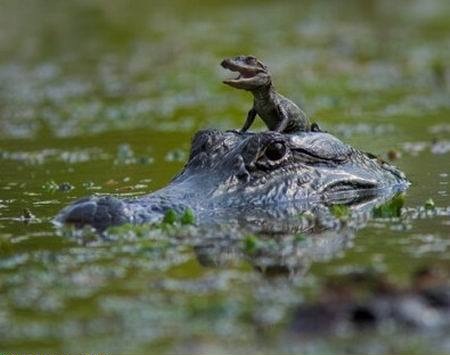 File:Baby alligator ride.jpg
