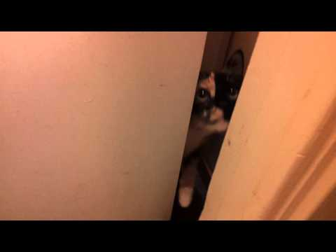 File:Cat opens door.png