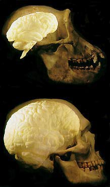 File:Chimp-human brain.jpeg