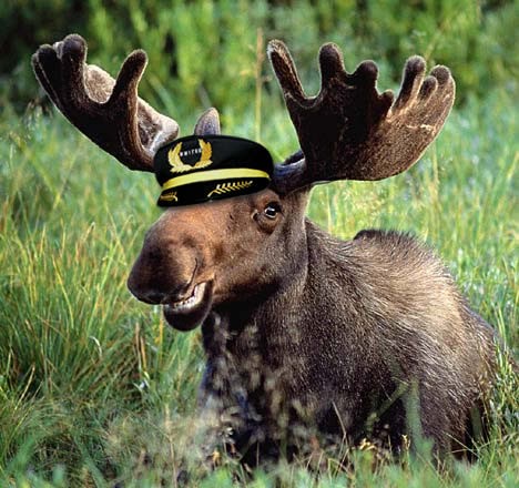 File:Moose Hat.jpg