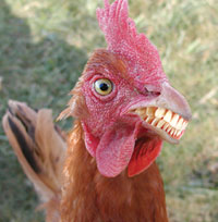File:Chicken with teeth.jpg