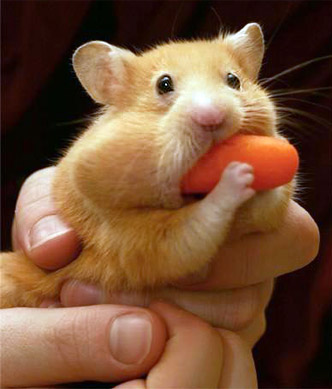 File:Hungry hungry hamster.jpg