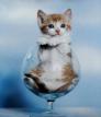 File:Kitten in glass.jpg