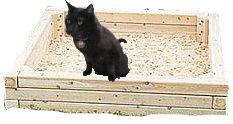File:Sandbox cat perching.jpg