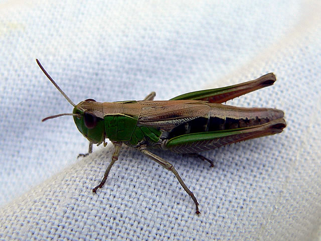 File:Grasshopper3.jpg